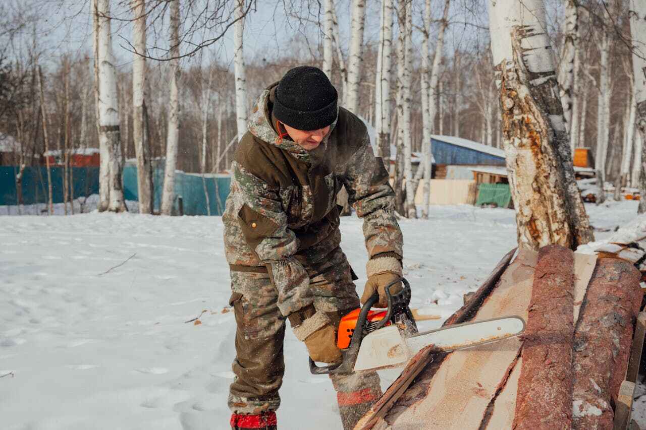 Palm Tree Trimming in Fabens, TX